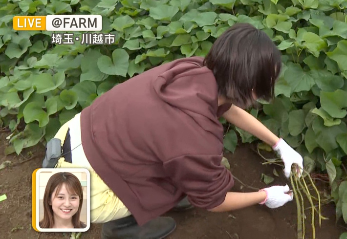 今井春花パンチラ0