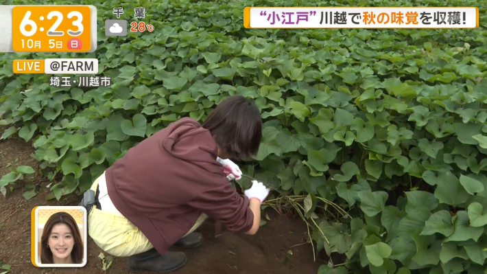 今井春花パンチラ8